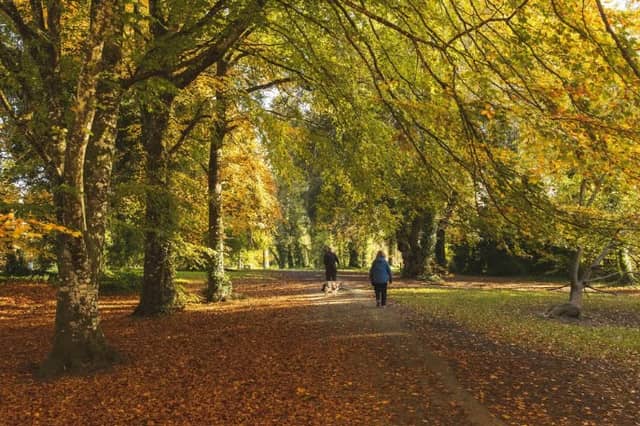 A section of Donadea Forest Park