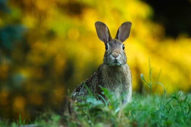 Wildlife rescue group in Kildare releases appeal for these common household items