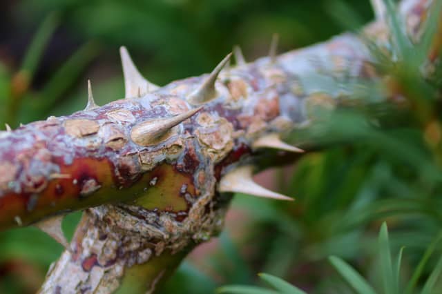 Concern raised over thorny bushes growing onto Kildare footpaths