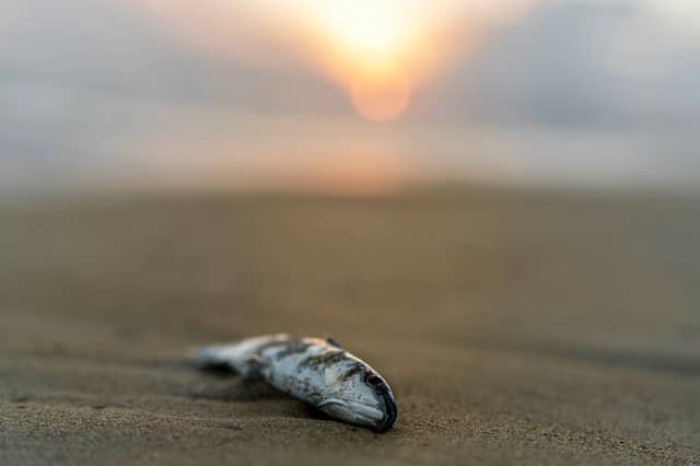 'Urgent action' sought following fish kill incidents in this Kildare region