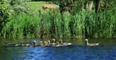 Lots of fun and craic promised for upcoming Kildare canal festival