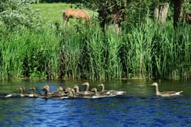 Lots of fun and craic promised for upcoming Kildare canal festival