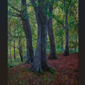 Jonathan Dickson, from Celbridge - 'Theo (Almost) Hiding Behind a Tree in the Phoenix Park'
