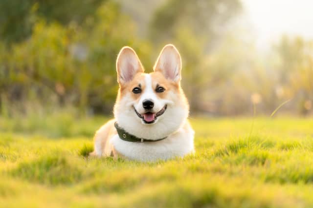 Kildare animal charity to host back-to-back book sales