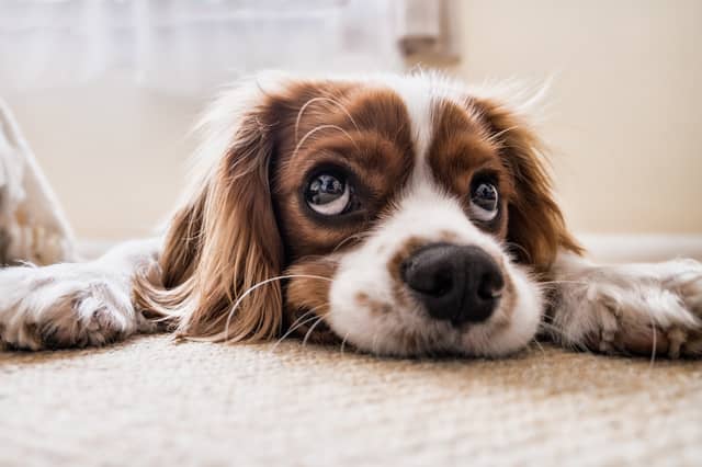 Move over Electric Picnic... Kildare concert aims to benefit animals in need