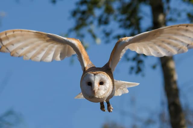A barn owl