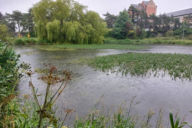 Weeds growth at the Naas Lakes