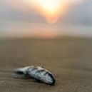 Call for Kildare County Council to prevent future fish kills in this area