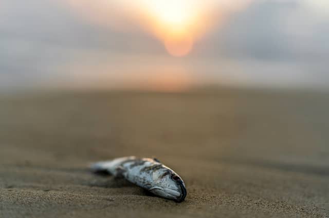 Call for Kildare County Council to prevent future fish kills in this area