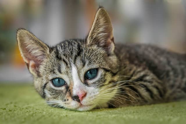 Kildare animal charity releases urgent appeal for its cats