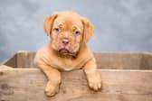 Doggie day care in Kildare reveals it will close its boarding kennels