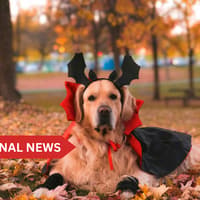 'Stressful and dangerous' - Irish pet owners urged to be vigilant ahead of Halloween