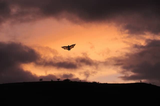 Kildare wildlife charity to host educational bat talk ahead of Halloween