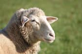 'Controlled electrical stimuli' for sheep in Kildare suggested
