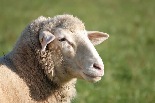 'Controlled electrical stimuli' for sheep in Kildare suggested