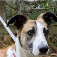Kildare shelter's Banjo ready to start his next chapter