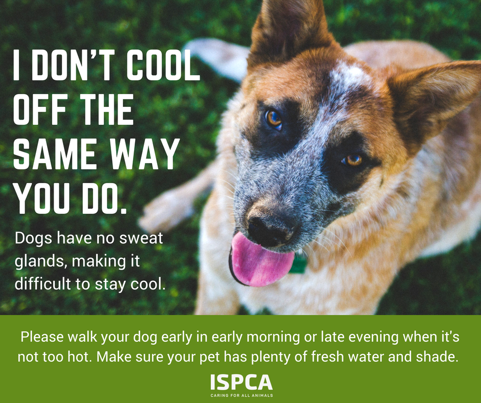Can Dogs Be Left Outside In Hot Weather