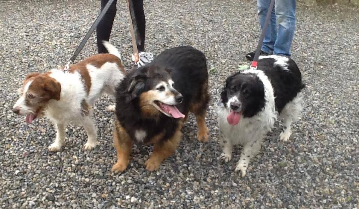 Appeal to rehome dogs after owner passes away in Newbridge Kildare Live