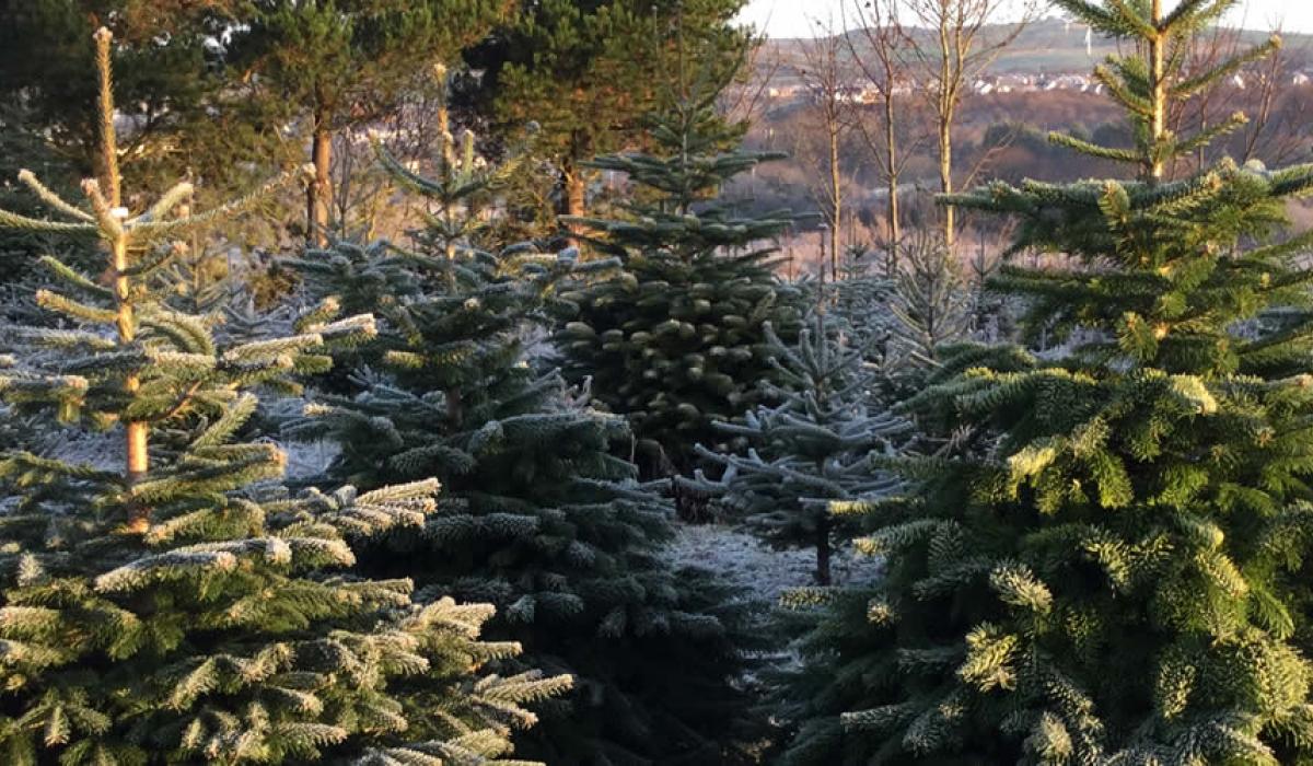 Seven Christmas tree recycling points in Co Kildare