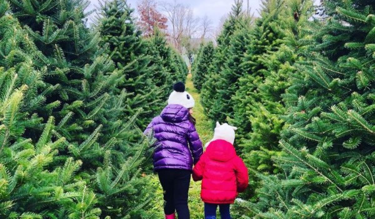 Kildare Christmas tree farm opening in time for Toy Show! Kildare Live