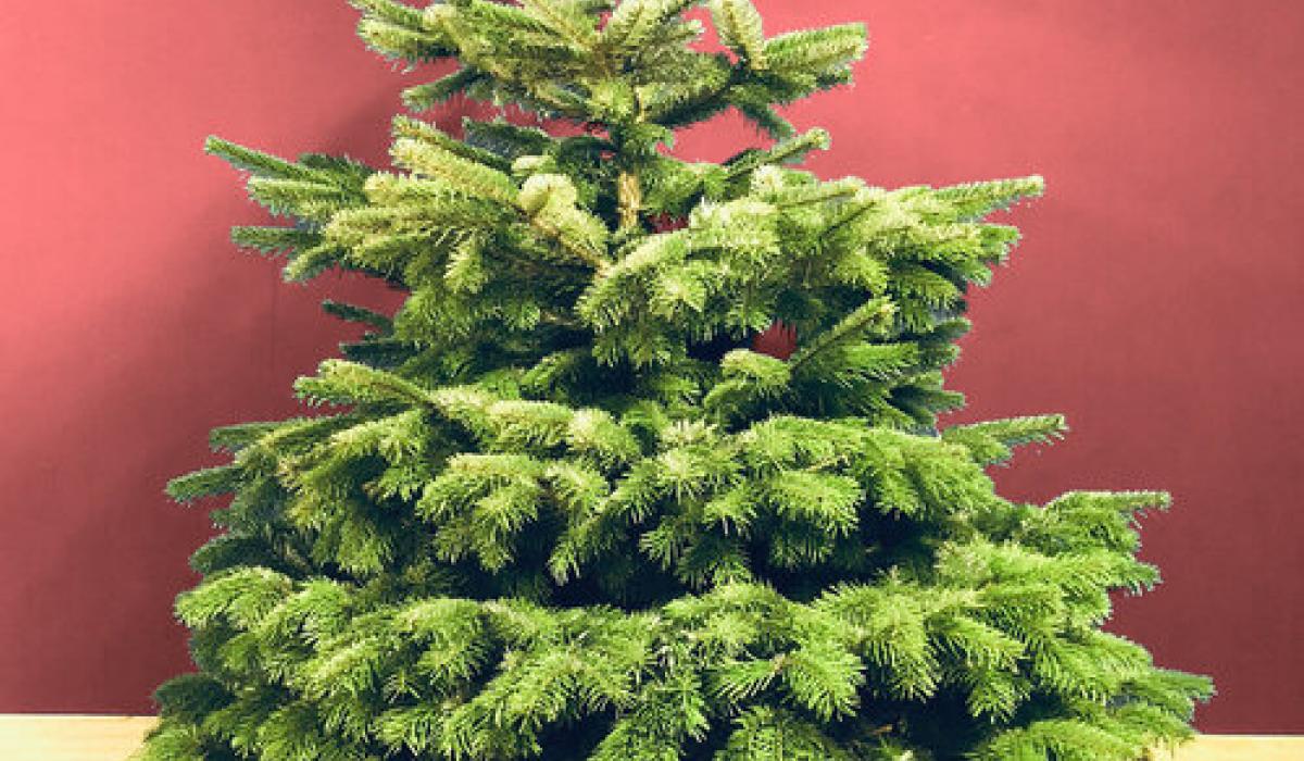 Buy your real Christmas Tree online and get it delivered with new