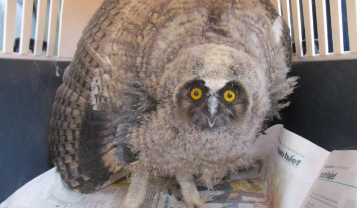 Kildare Animal Foundation came to the rescue of lots of wildlife in