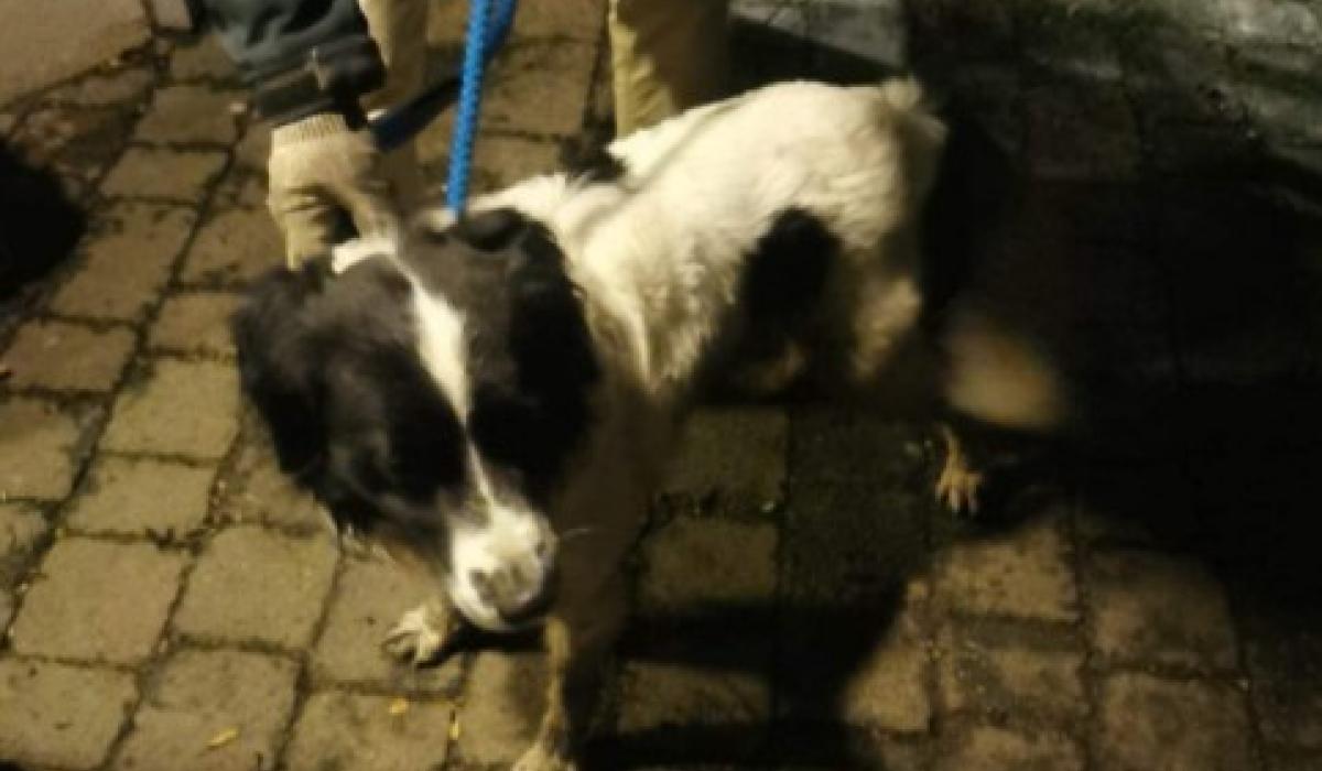 PIC Kildare Animal Foundation finds dog in Donadea Kildare Live