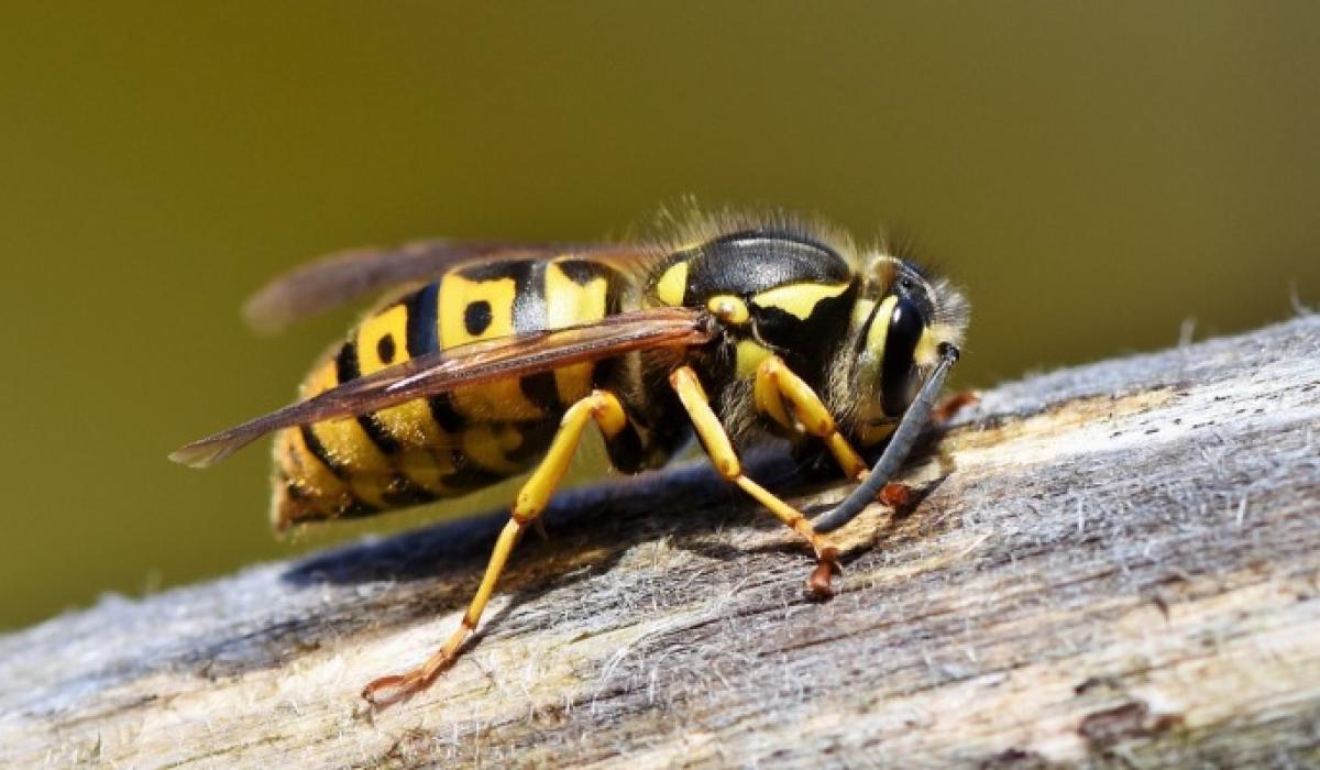 CAUTION: Wasp sting warning issued along with advice on how ...
