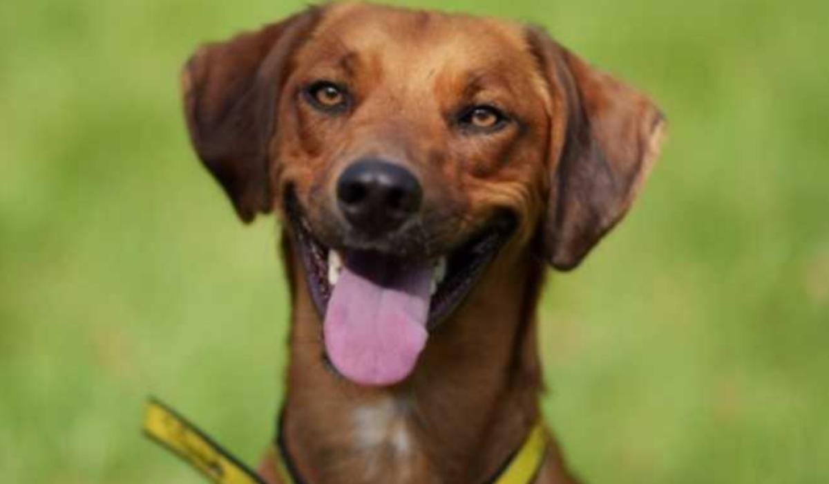 Rescue dog raises the alarm and saves family from fire in their home