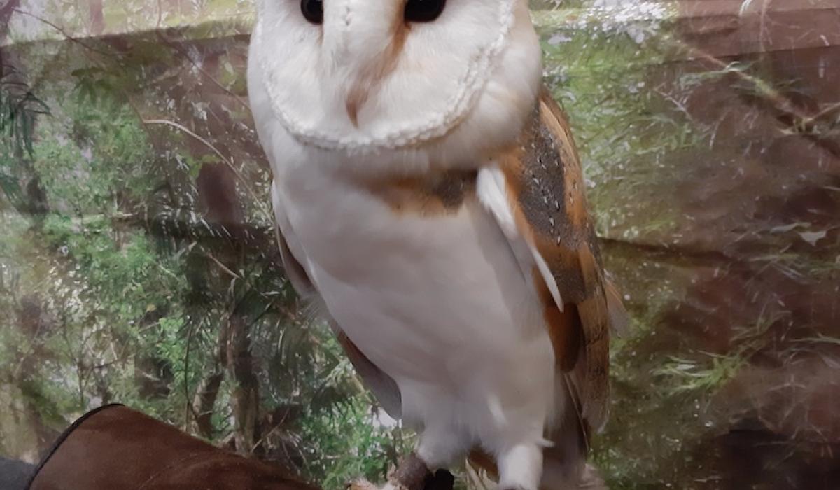 KILDARE WILDLIFE WATCH Play your part and help monitor barn owls