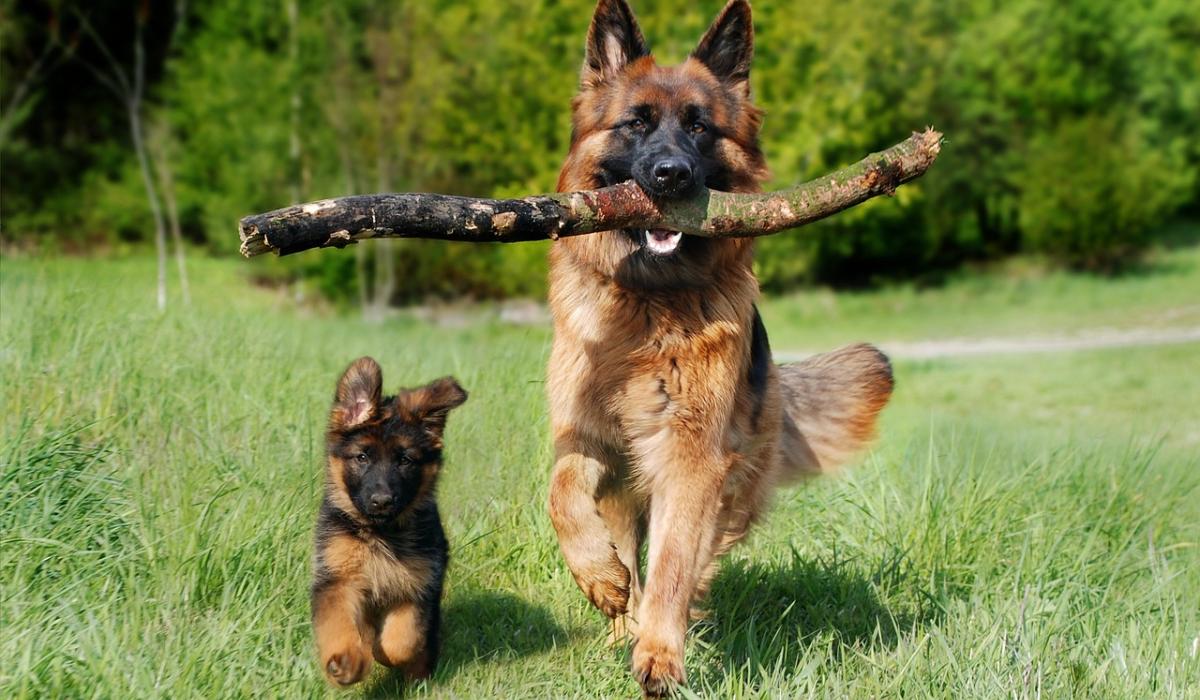 ‘Very much appreciated’: Kildare animal charity's grant funding to increase next year