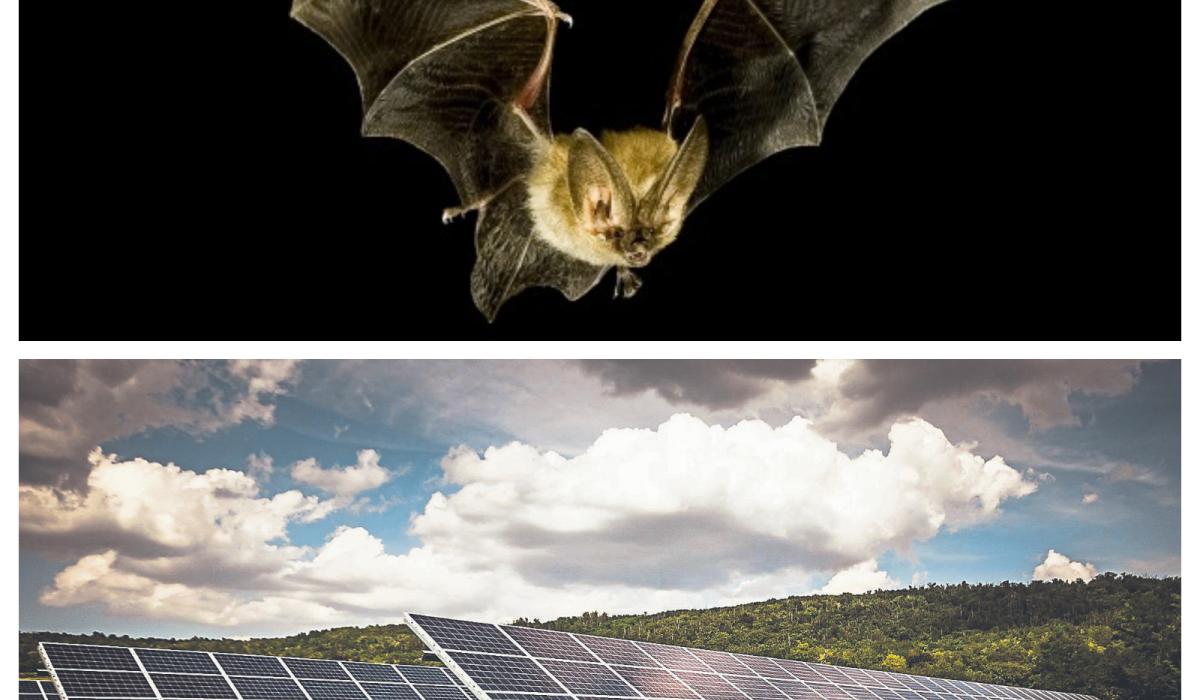 Solar farm on Kildare border rejected due to concerns over bats and other reasons