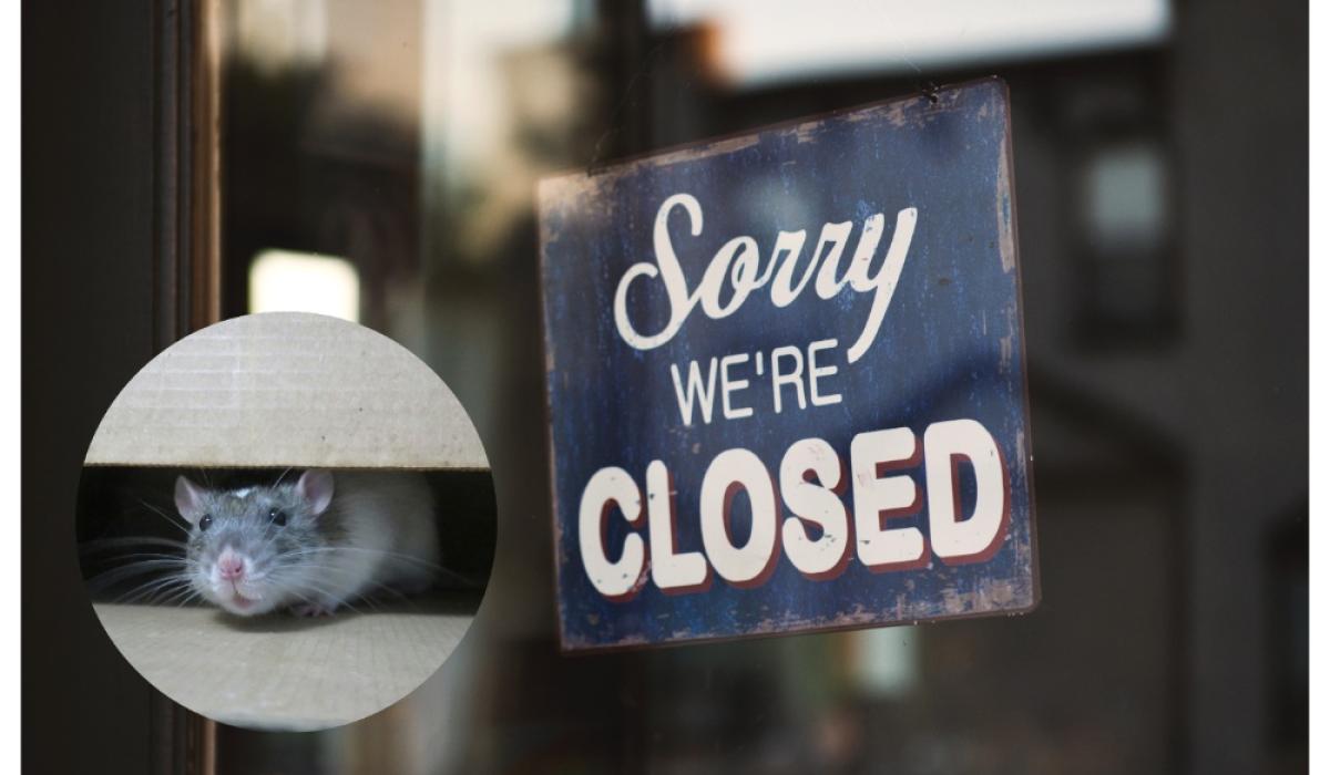 'Rat droppings found on food' - Three food businesses forced to close doors in February