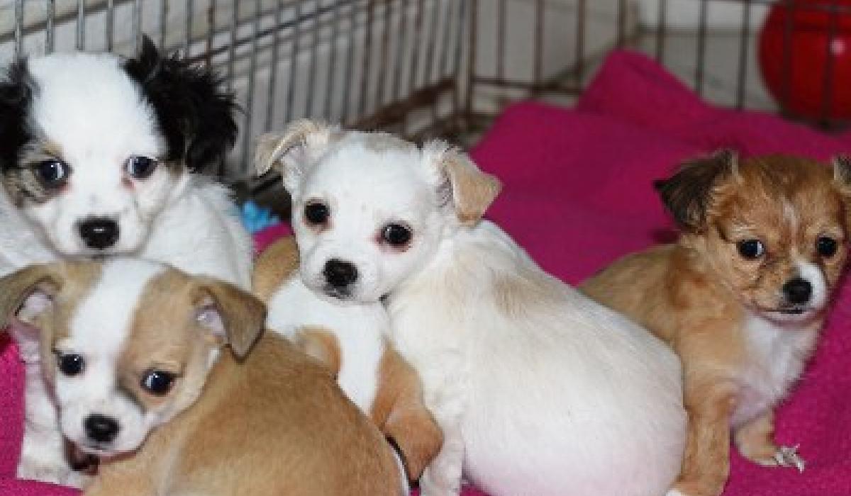 Kildare Animal Foundation looking for homes for four adorable pups