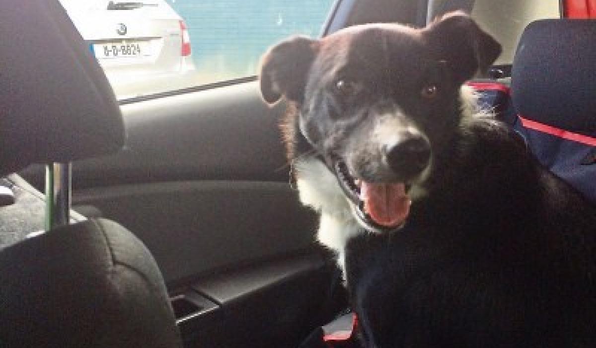 KILDARE ANIMAL FOUNDATION Our dogs looking for forever homes Kildare