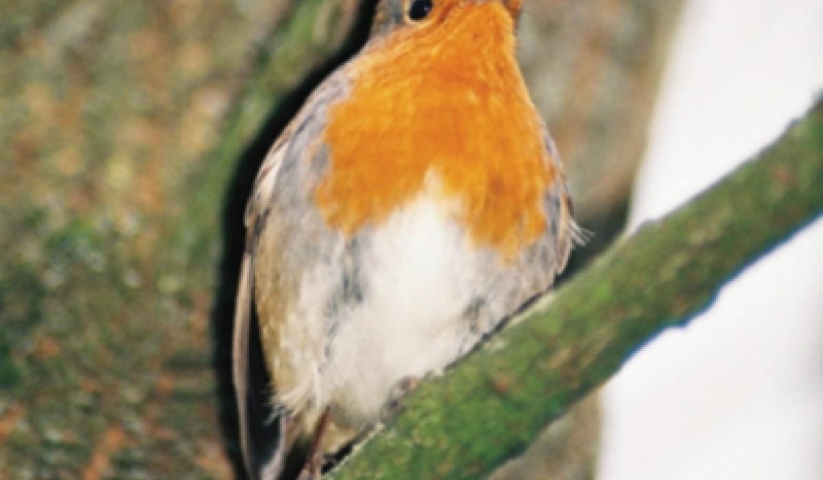 Kildare's Wildlife Watch How can we help wintering birds and animals