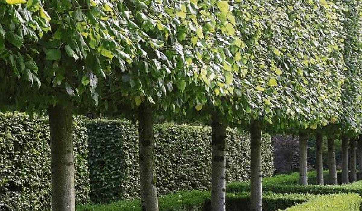 Gardening Choose the best trees for screening your garden Kildare Live