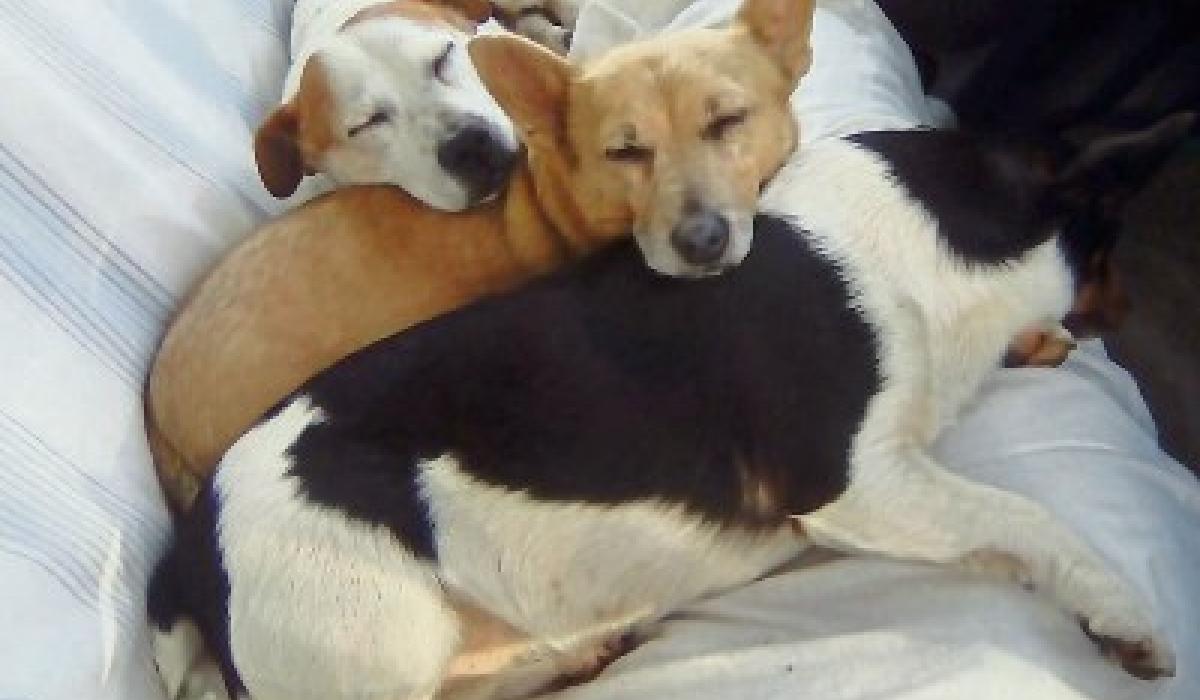 Kildare Animal Foundation Forever home for two abandoned dogs