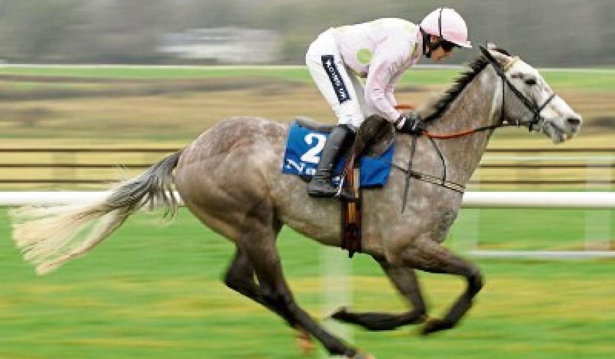 Countdown to Punchestown From bumpers to top jumpers Kildare Live