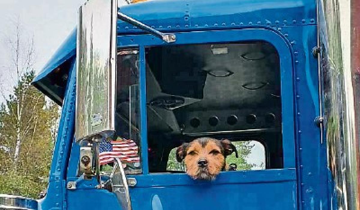 Kildare Animals in Need Kildare dogs find new homes in Sweden