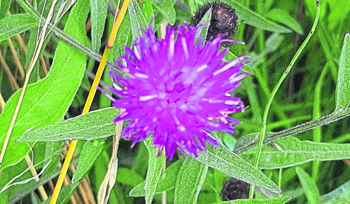 Kildare's Wildlife Watch Bumblebees love the Knapweed’s nectar