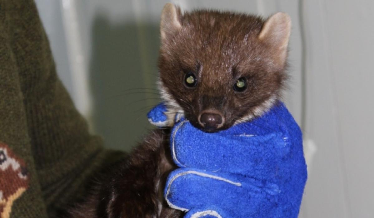 Help floods in for Kildare Animal Foundation Kildare Live