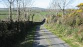 Kildare's hedgerows 'must be protected'