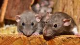ALERT: Warning amid spike in rats in Irish homes over Christmas and New Year