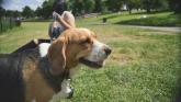 A dog park is needed in Kildare