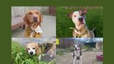 PICTURES: Take a look at these furry friends eager to be adopted at Dogs Trust