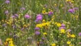 Park in Kildare to be temporarily closed to facilitate wildflower meadow harvesting
