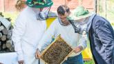 Beekeeping for beginners course to take place in Kildare