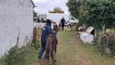 Picture of horses being seized courtesy of Kildare Gardaí Facebook page