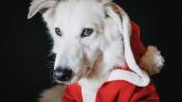Kildare animal welfare group to make appearance at upcoming Christmas craft fair